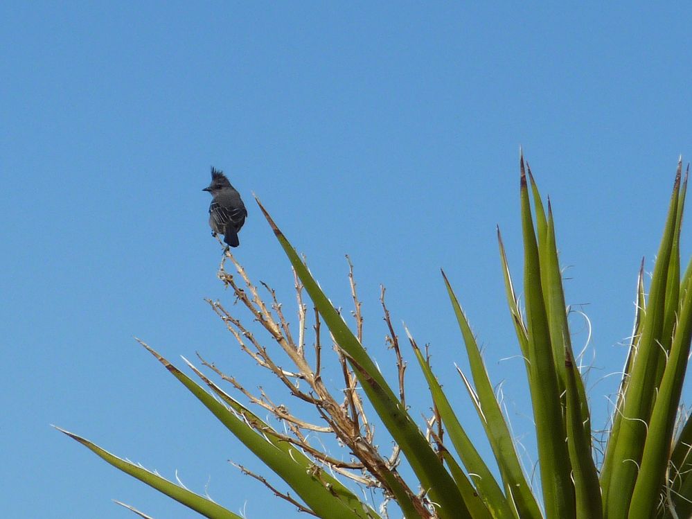 joshua tree national park (25).JPG